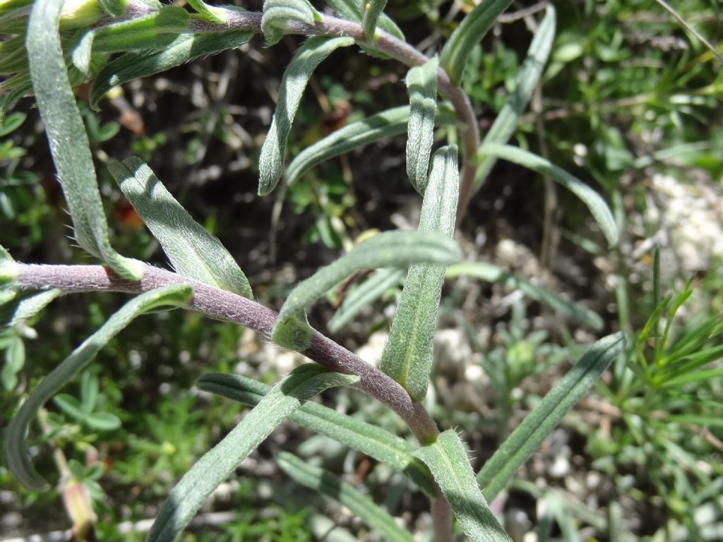 Onosma echioides / Viperina comune